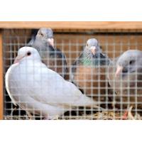  4391_6975 Tauben im Käfig auf dem Altonaer Fischmarkt. | 